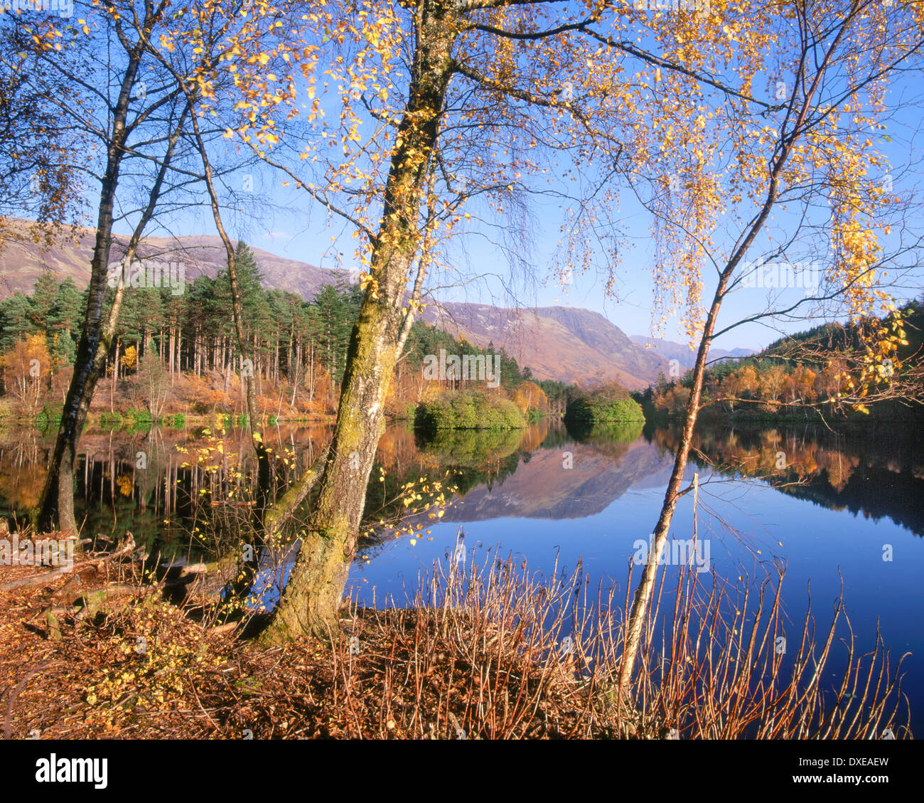 Autumn in Glencoe from the Lochan Trail forest walk, West Highlands Stock Photo