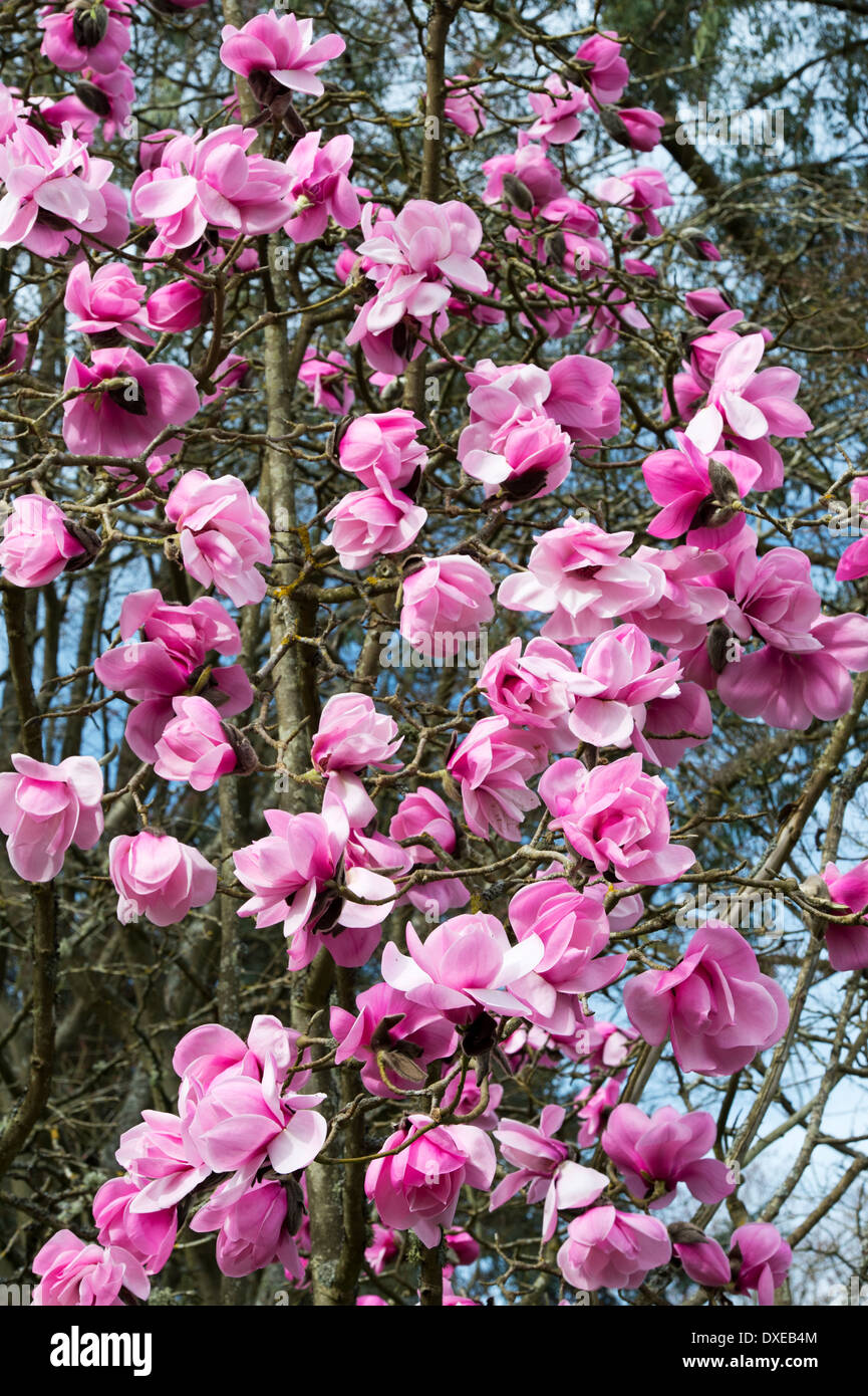 Magnolia Caerhays Belle tree flowering. UK Stock Photo