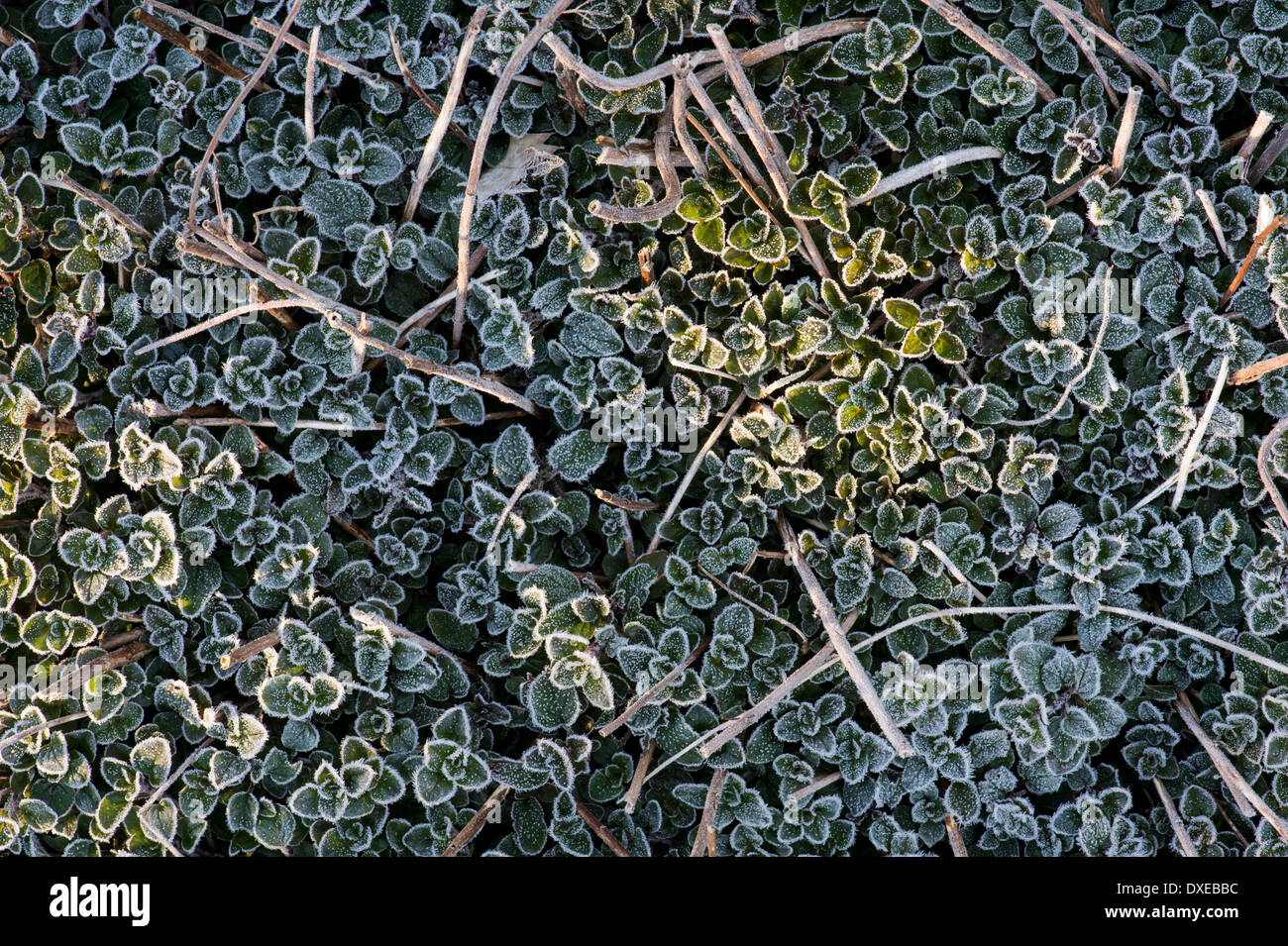 Frost covered Oregano leaves in early spring Stock Photo