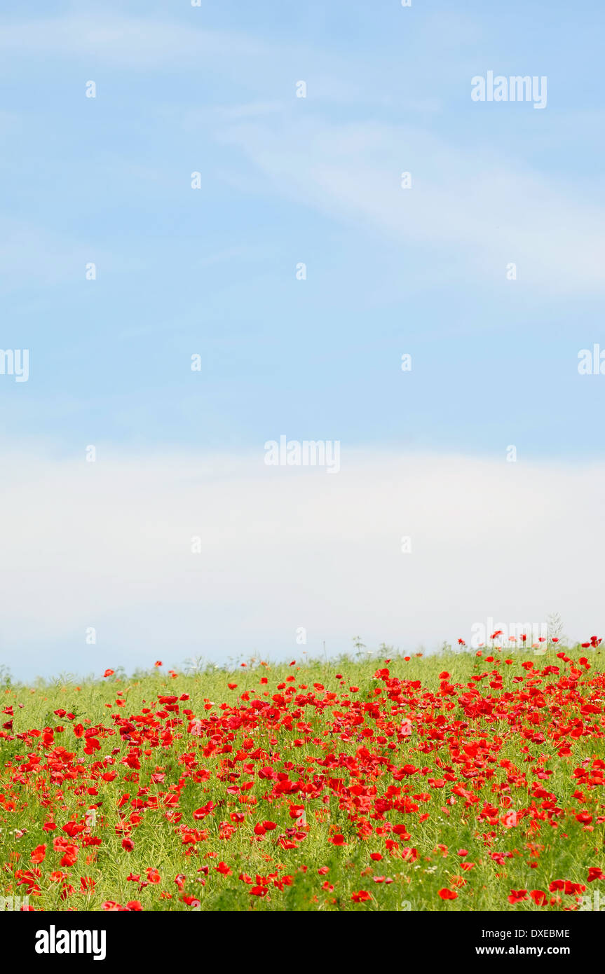 Red poppies on hill with blue and cloudy sky Stock Photo - Alamy