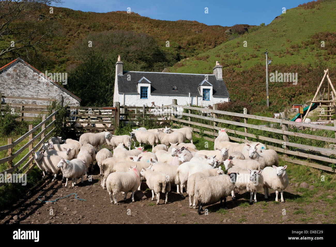 Sheep in pen at croft at the south end of Kerrera,an island nr Oban,Argyll.scotland Stock Photo