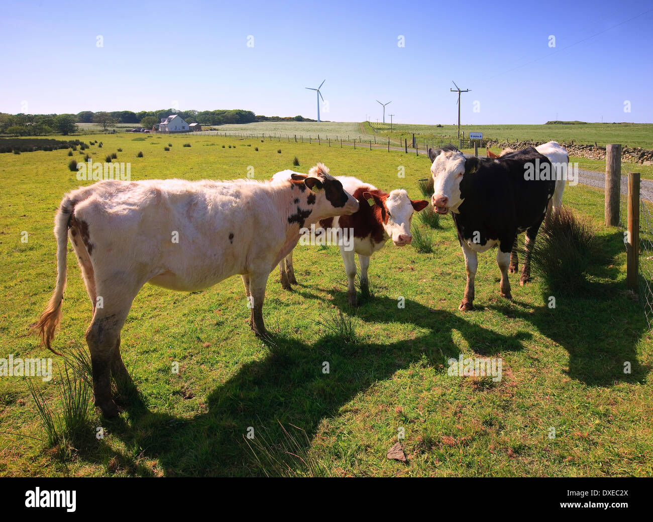 Cows on the Isle of Gigha with wind turbines in view, Argyll Stock ...