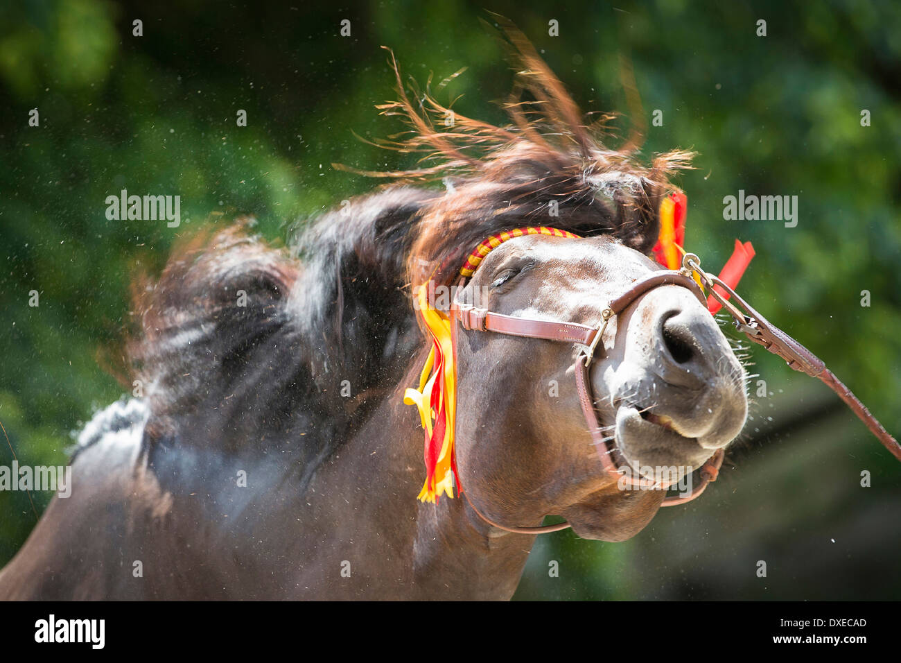 Pure Spanish Horse, Andalusian. Bay stallion with traditional bridle