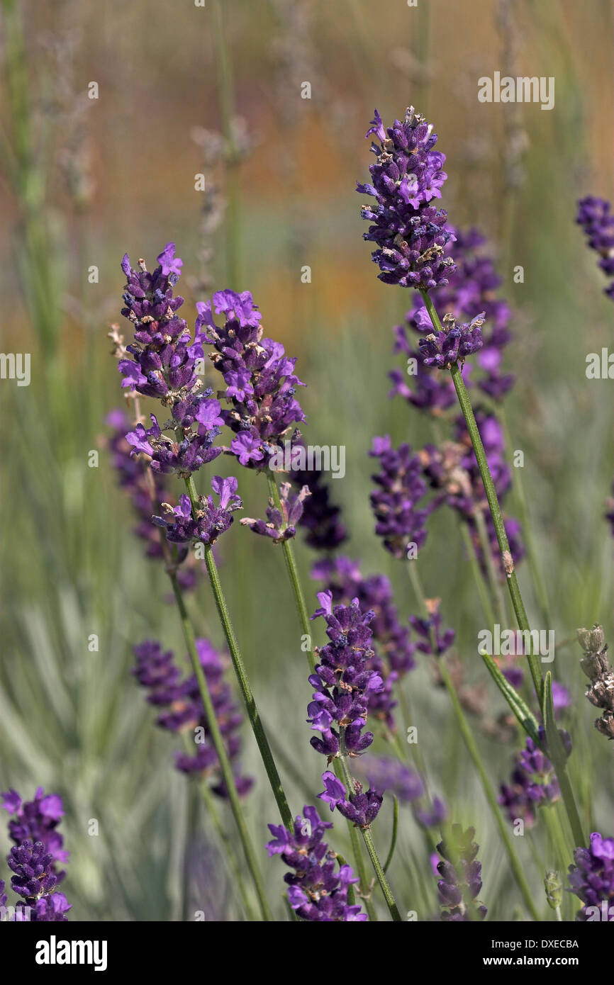 Lavender, Echter Lavendel, Lavandula angustifolia, Lavande vraie Stock Photo