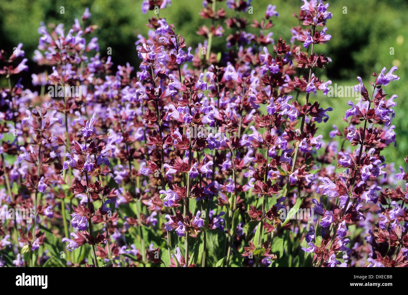 Common Sage, Garden sage, Echter Salbei, GartenSalbei, Küchensalbei