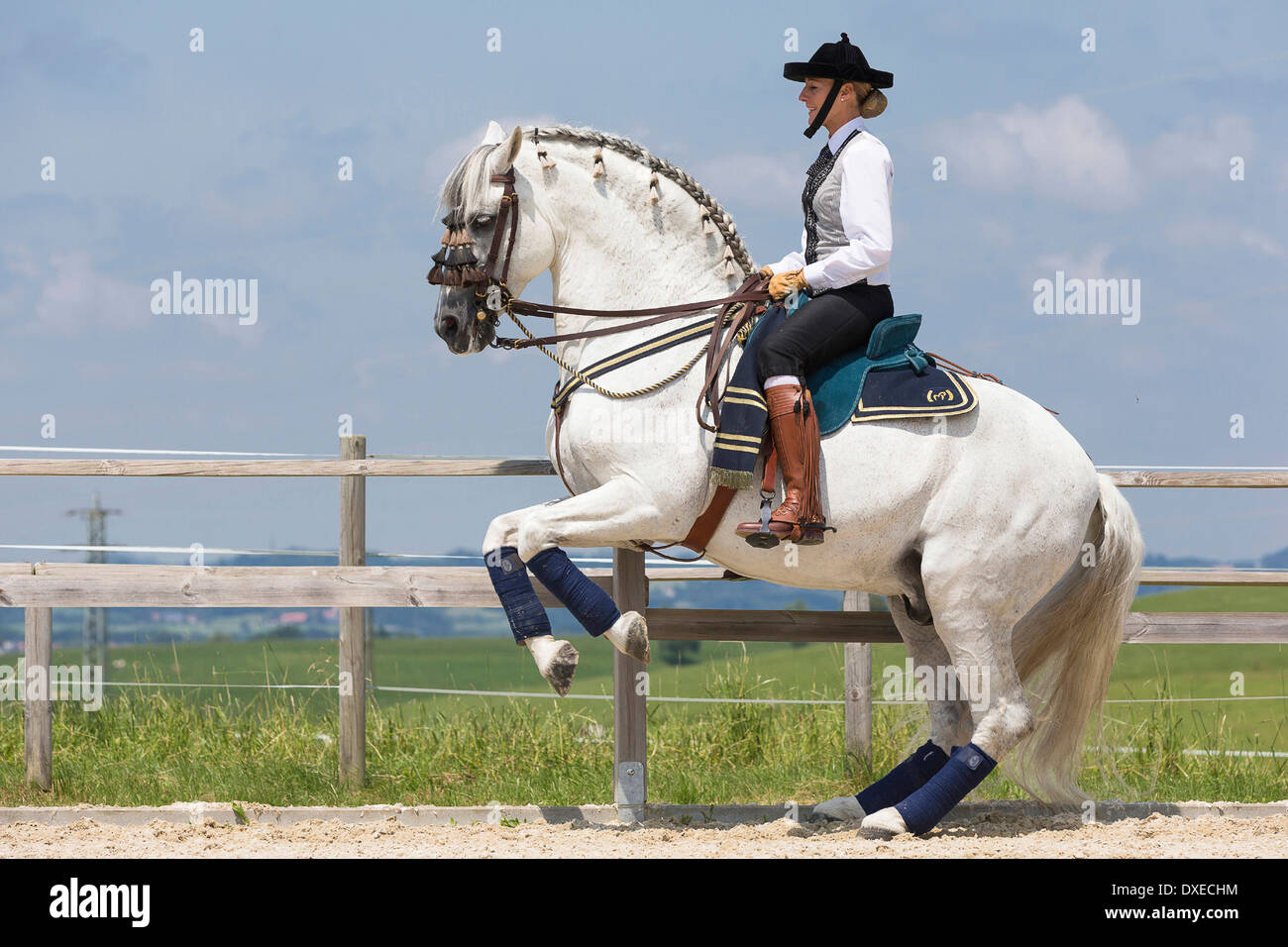 Pure Spanish Horse, Andalusian. Gray stallion with traditional tack and