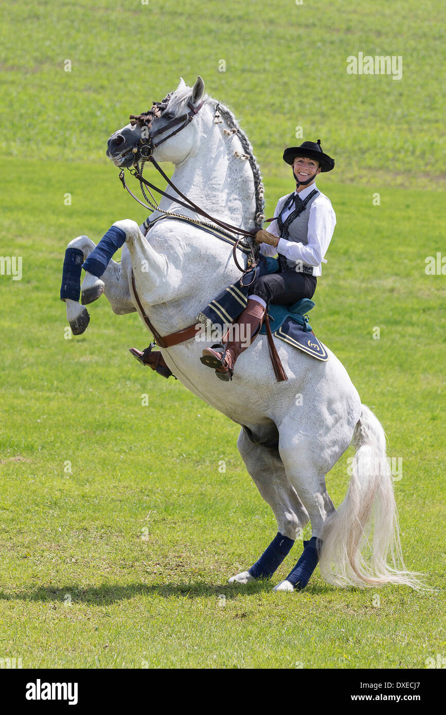 Pure Spanish Horse, Andalusian. Gray stallion with traditional tack and rider in costume rearing. Germany Stock Photo