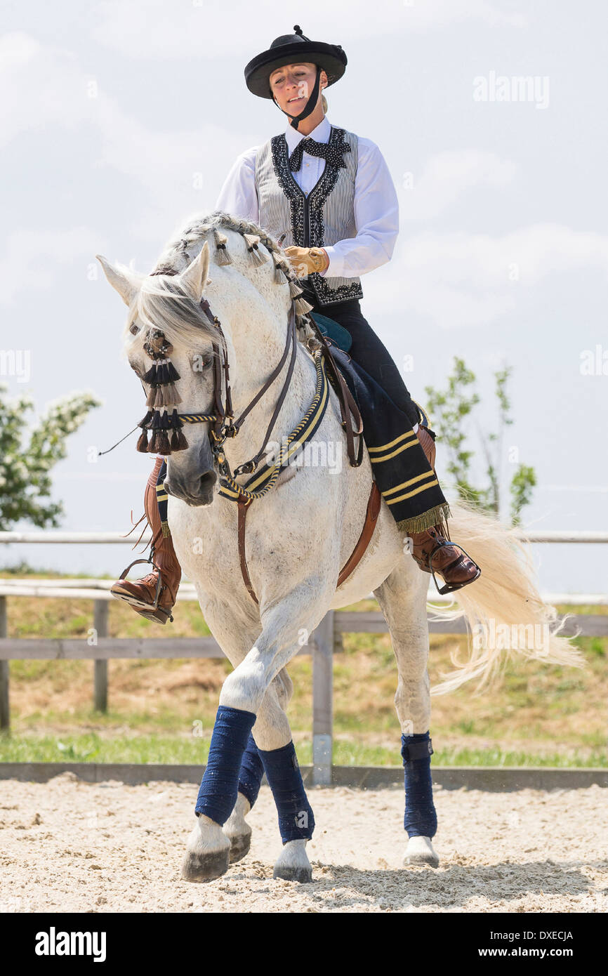 Pure Spanish Horse, Andalusian. Gray stallion with traditional tack and