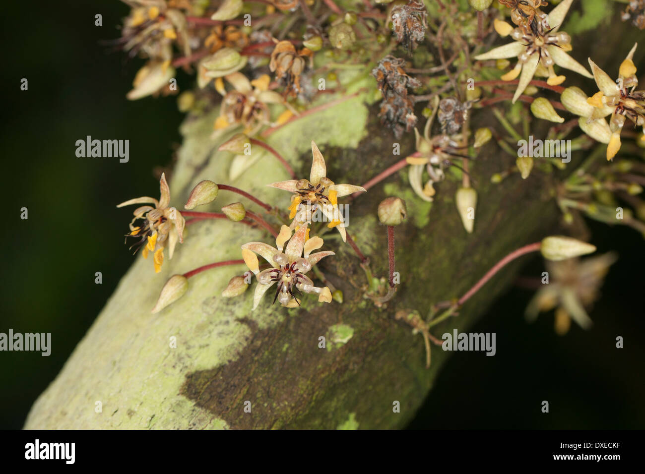 cacao tree, cocoa tree, Chocolate Nut Tree, Echter Kakaobaum, Kakao