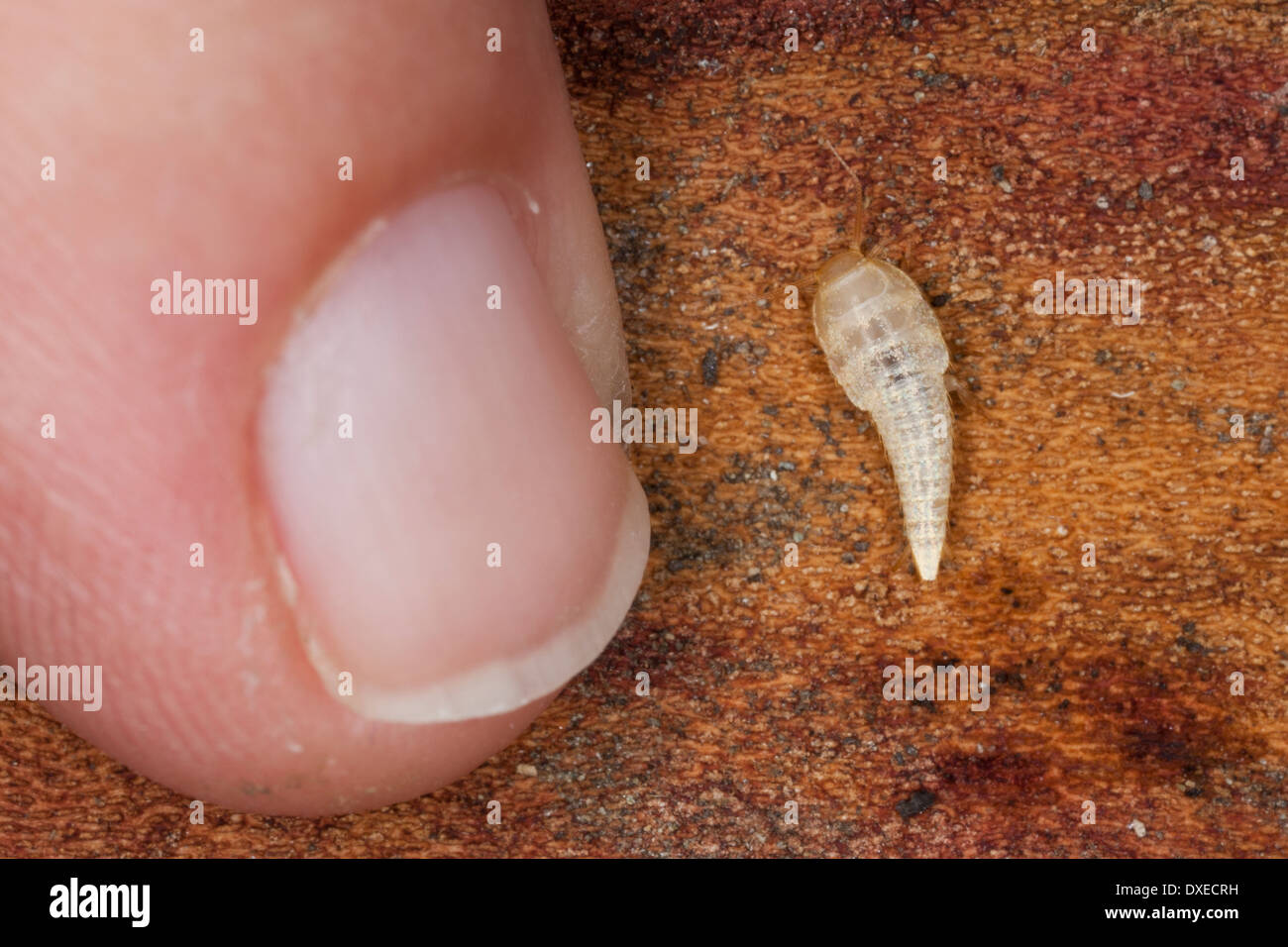 Silverfish, fishmoth, Silverfishes, Ameisenfischchen, Ameisen-Fischchen, Silberfischchen, Tricholepisma spec., Lepisma spec. Stock Photo