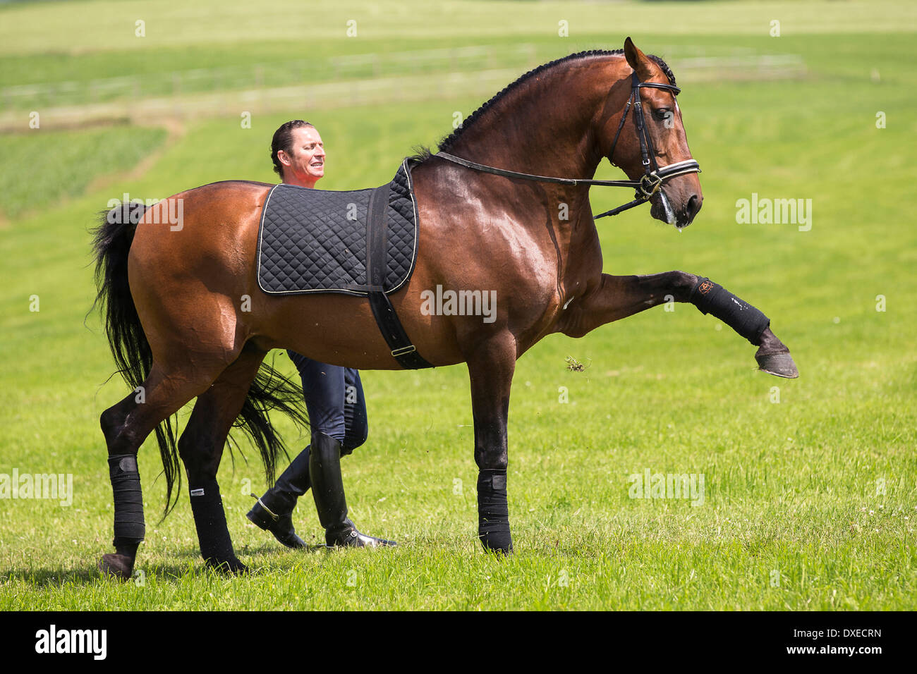 Pure Spanish Horse, Andalusian. Bay stallion performing a Spanish Stock
