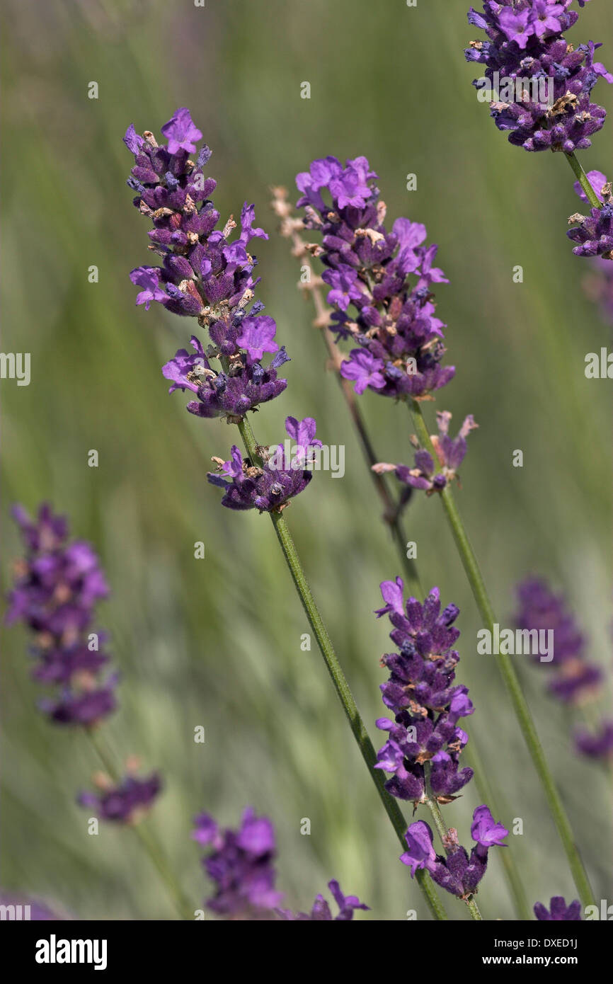 Lavender, Echter Lavendel, Lavandula angustifolia, Lavande vraie Stock Photo