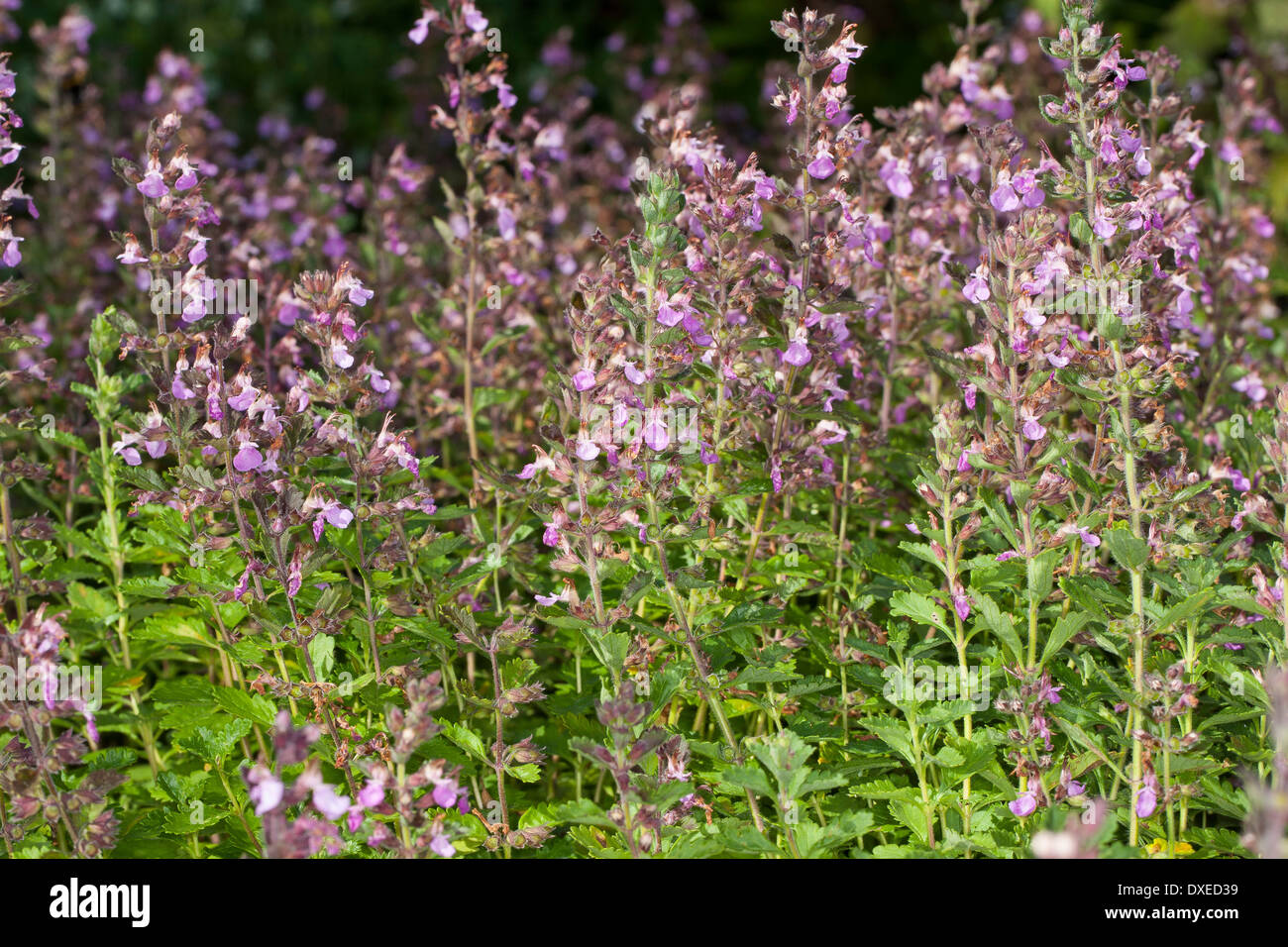 Wall germander, Edel-Gamander, Edelgamander, Echter Gamander, Schafkraut, Teucrium chamaedrys Stock Photo