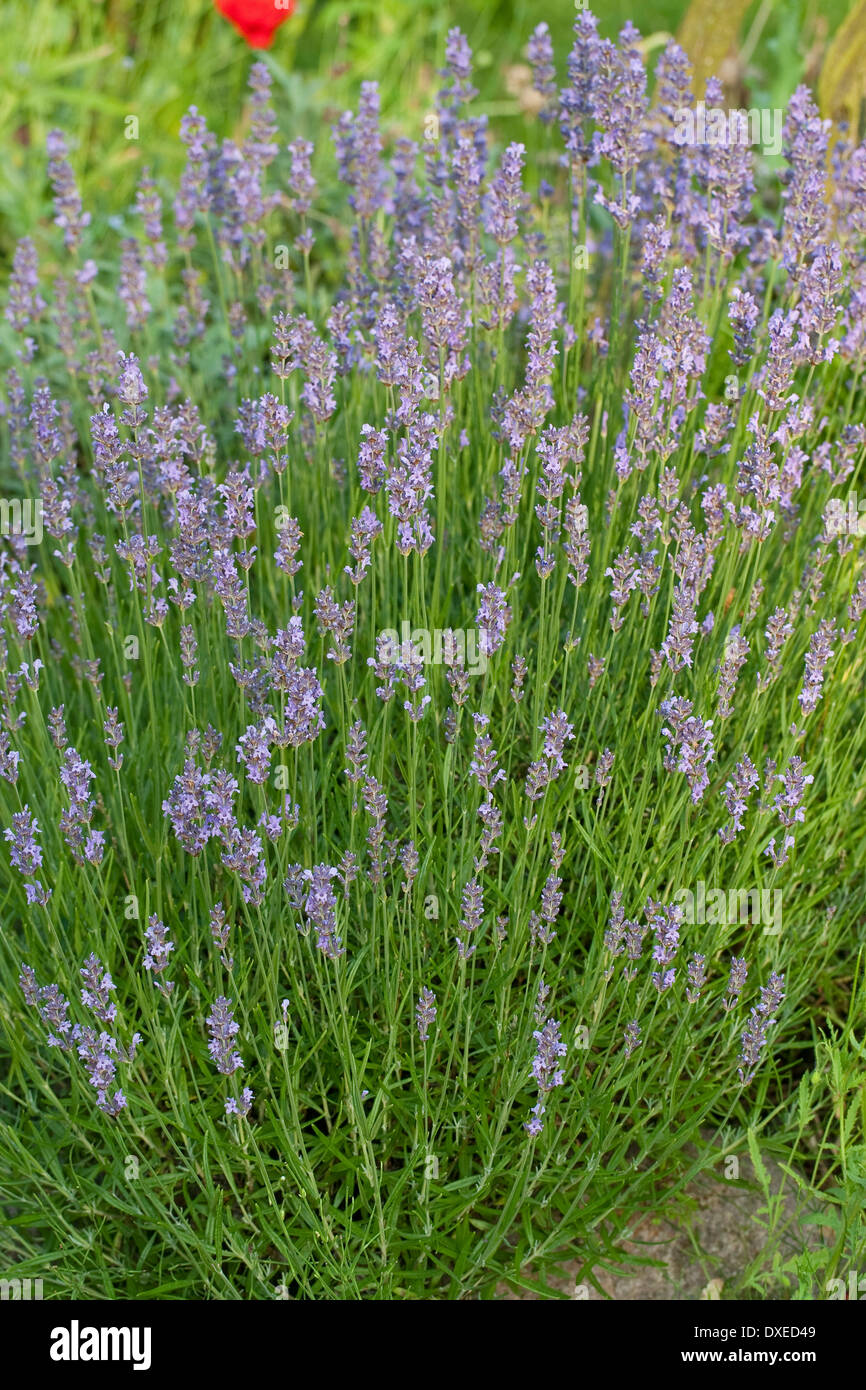 Lavender, Echter Lavendel, Lavandula angustifolia, Lavande vraie Stock Photo