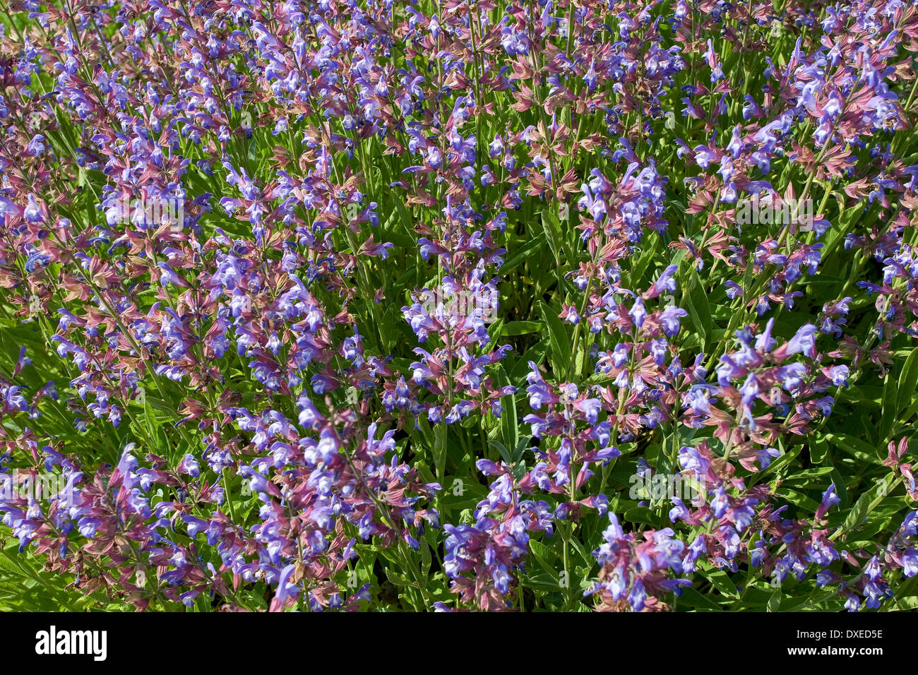 Common Sage Garden Sage Echter Salbei Garten Salbei