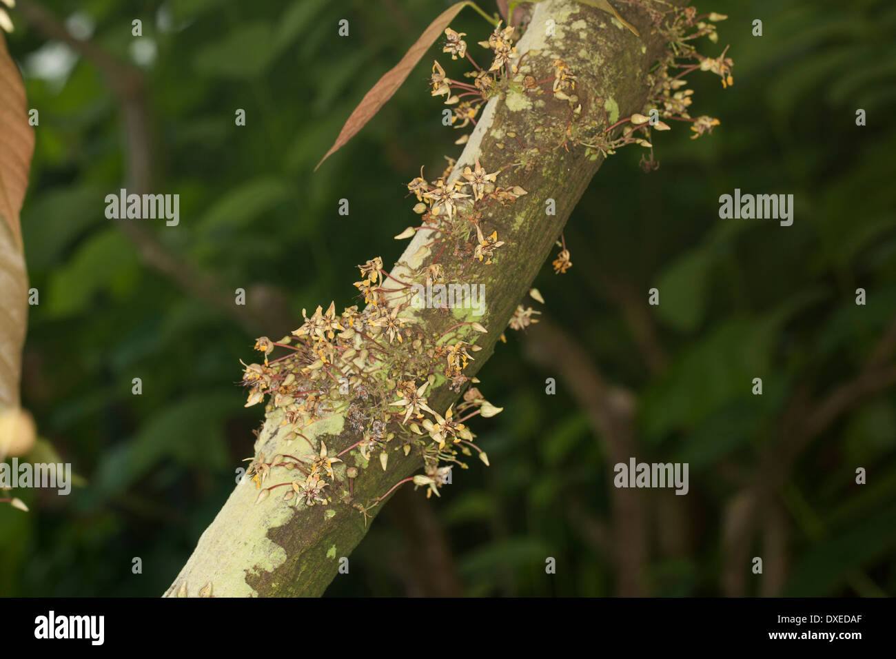 cacao tree, cocoa tree, Chocolate Nut Tree, Echter Kakaobaum, Kakao