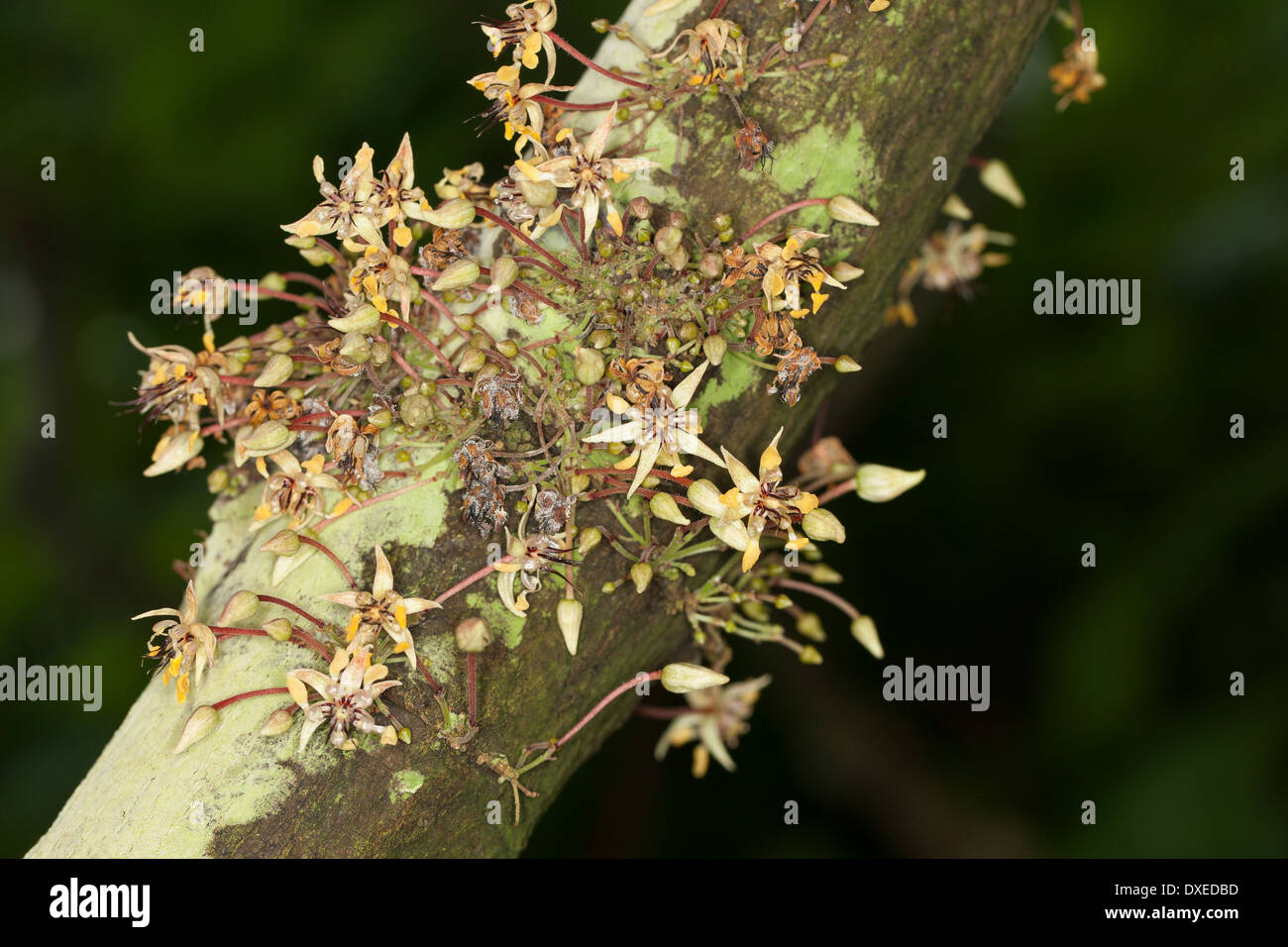 cacao tree, cocoa tree, Chocolate Nut Tree, Echter Kakaobaum, Kakao