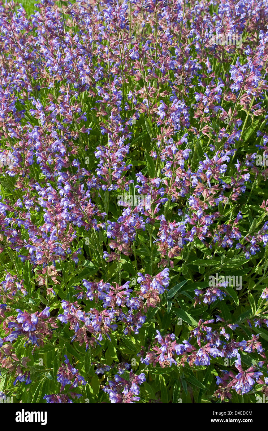 Common Sage, Garden sage, Echter Salbei, GartenSalbei, Küchensalbei
