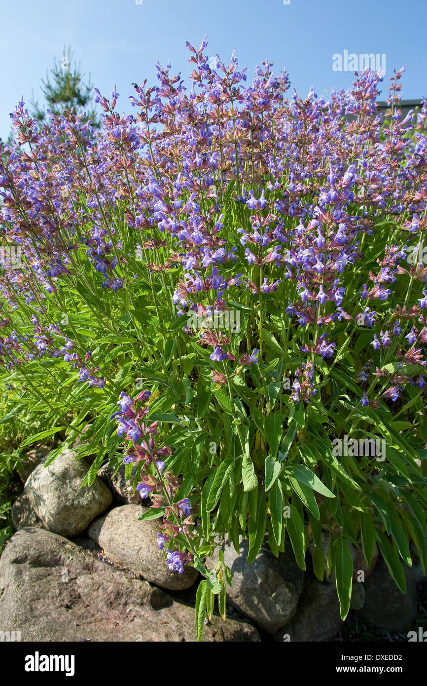 Common Sage, Garden sage, Echter Salbei, GartenSalbei, Küchensalbei