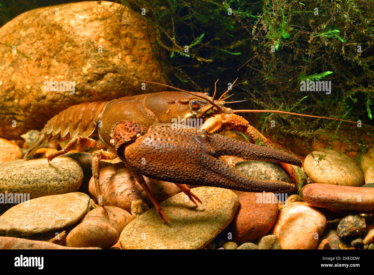 European crayfish, Noble crayfish, Europäischer Flusskrebs, Flußkrebs, Edelkrebs, Astacus astacus, Astacus fluviatilis Stock Photo