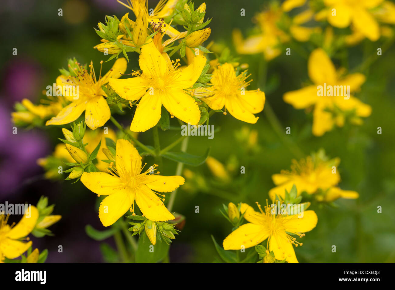St. John´s Wort, Tipton's weed, rosin rose, TüpfelJohanniskraut