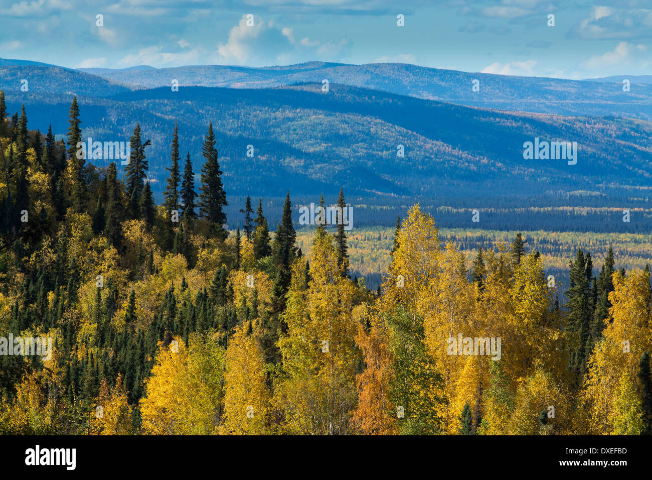 Autumn colours nr Pelly Crossing, Yukon Territories, Canada Stock Photo