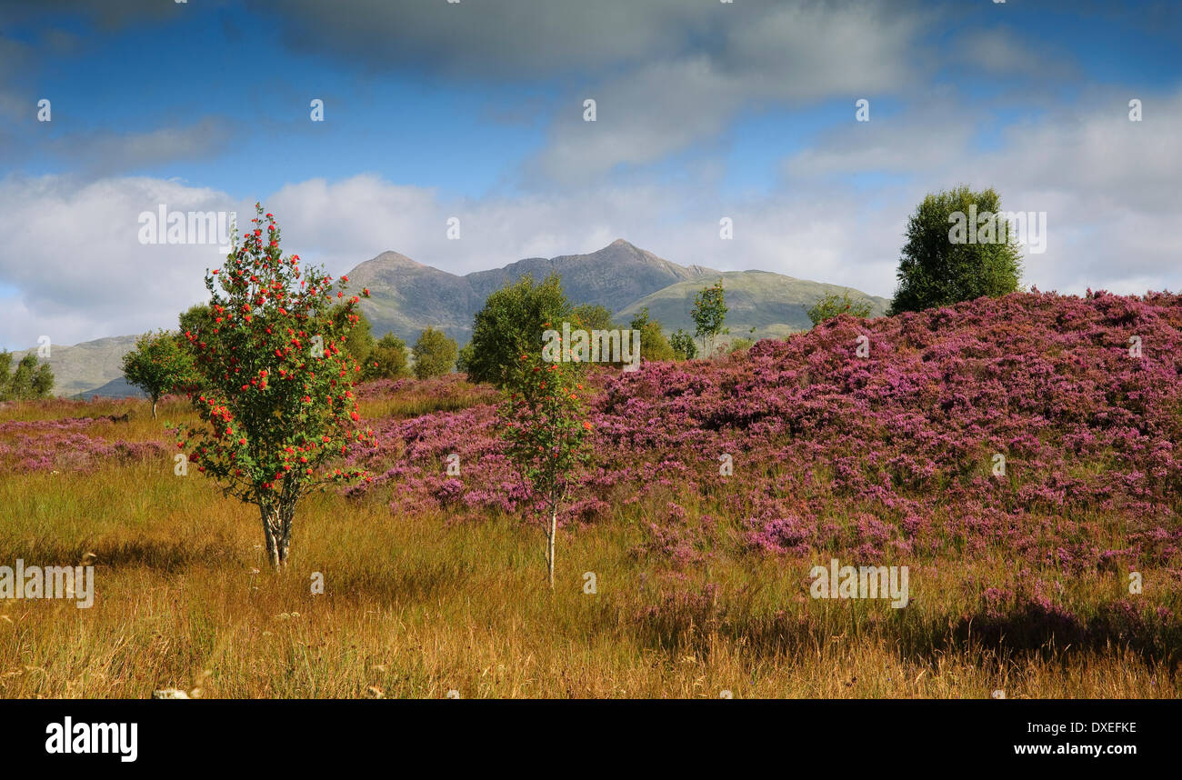 Scottish Heather and rowan tree with ben Cruachan in distance,Argyll. Stock Photo