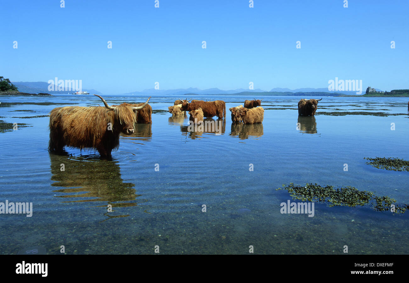 Highland cattle cooling-off near Duart castle with the M.V.Lord of the isles  in the distance, Isle of Mull, Argyll Stock Photo