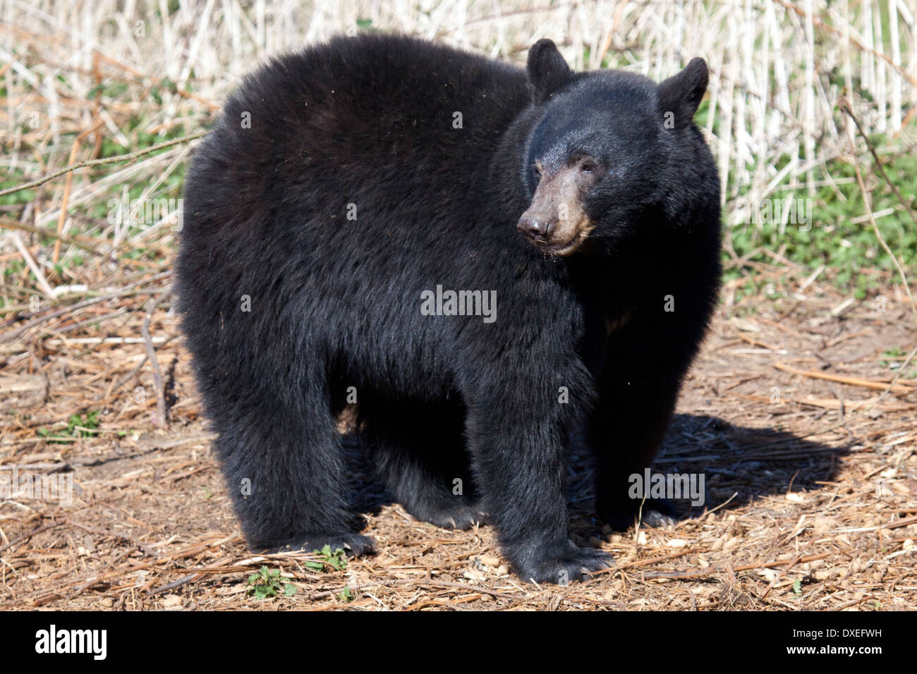 North american black bear hi-res stock photography and images - Alamy