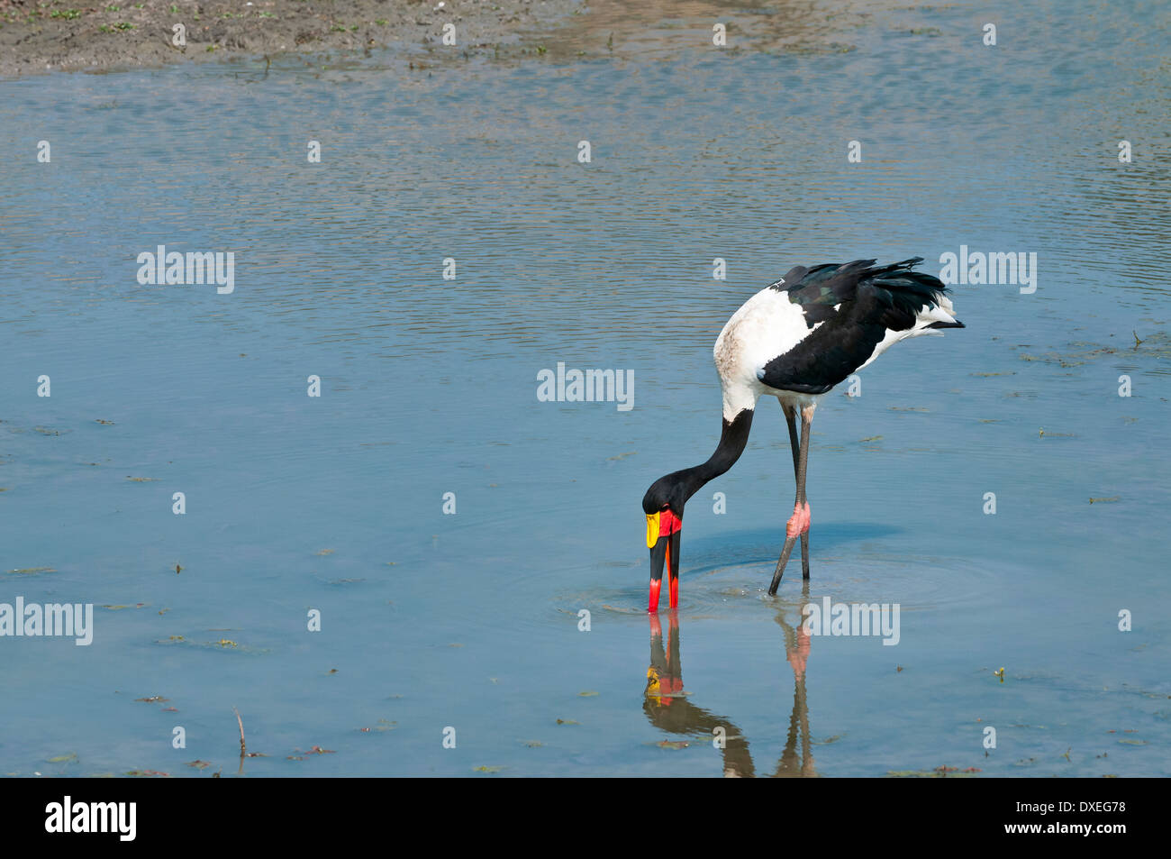 A saddle-billed stork feeding in the water with beautiful reflection, in the Kruger National Park, South Africa Stock Photo