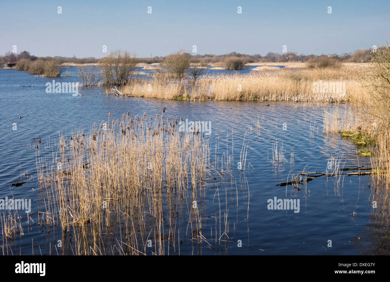 Wetland Reed Beds and Open Water in Shapwick Heath National Nature