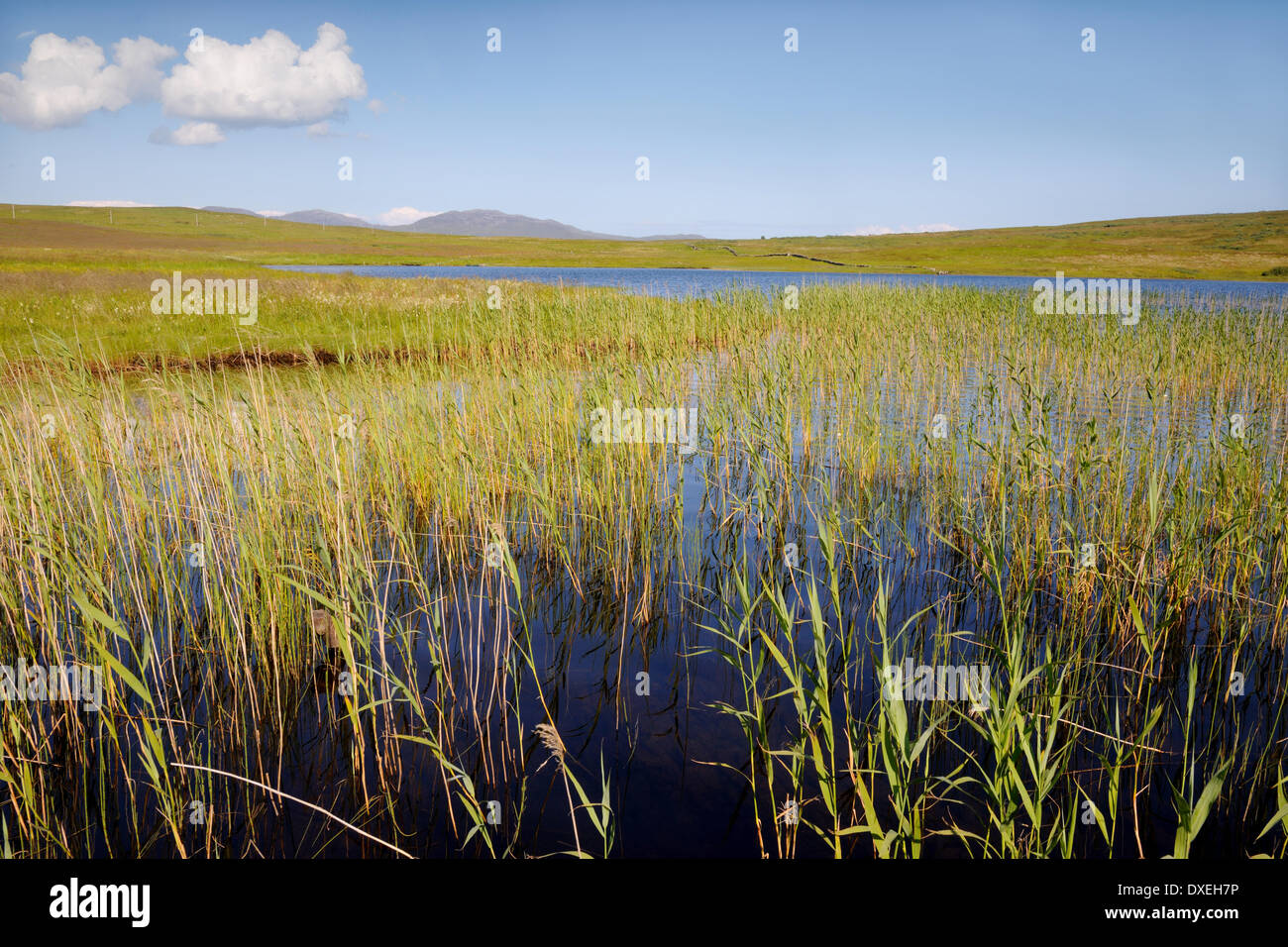 Summer view on Loch Finlaggan, Islay Stock Photo