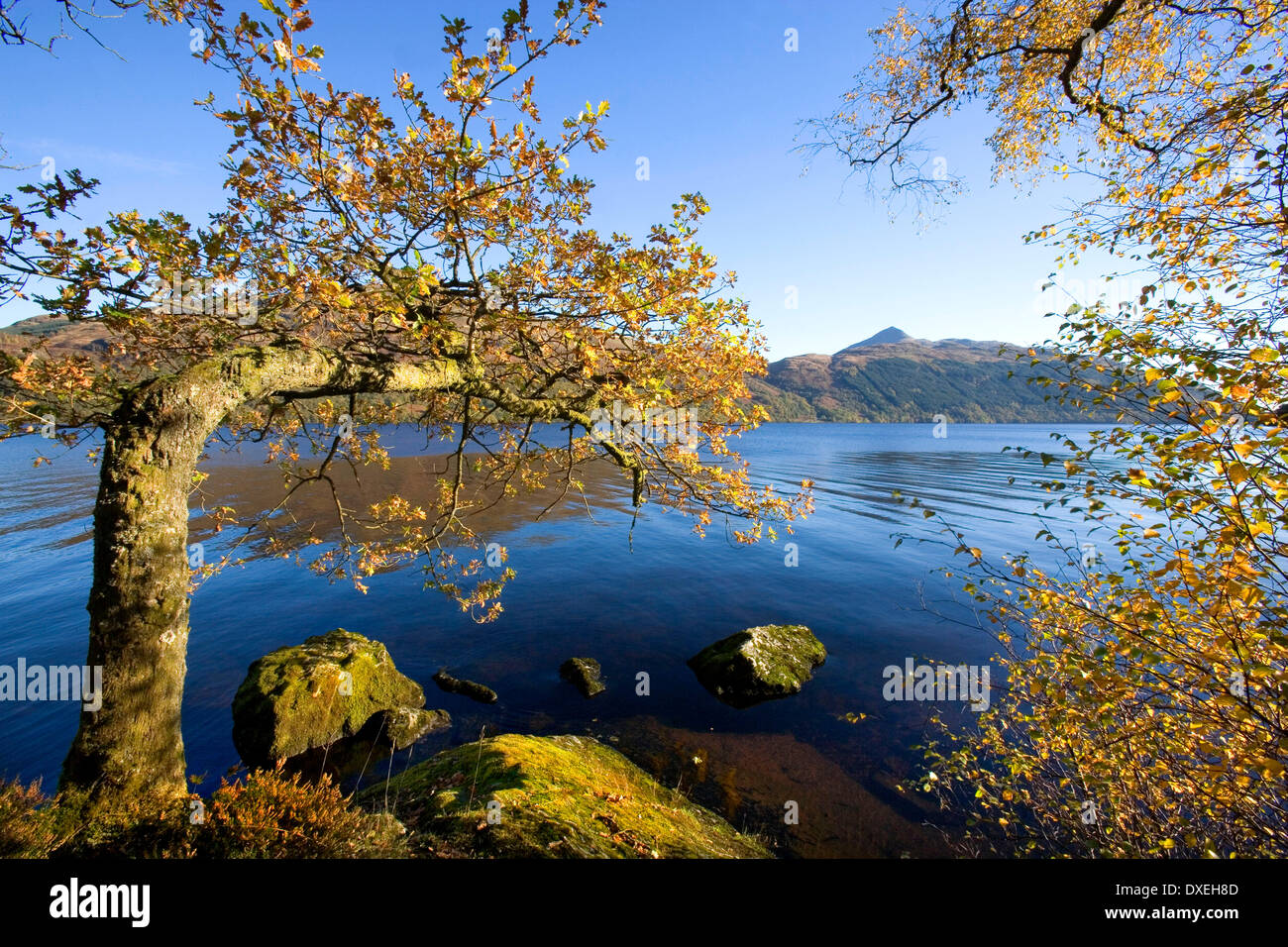 Autumn from the shore of Loch Lomond, Dumbartonshire Stock Photo
