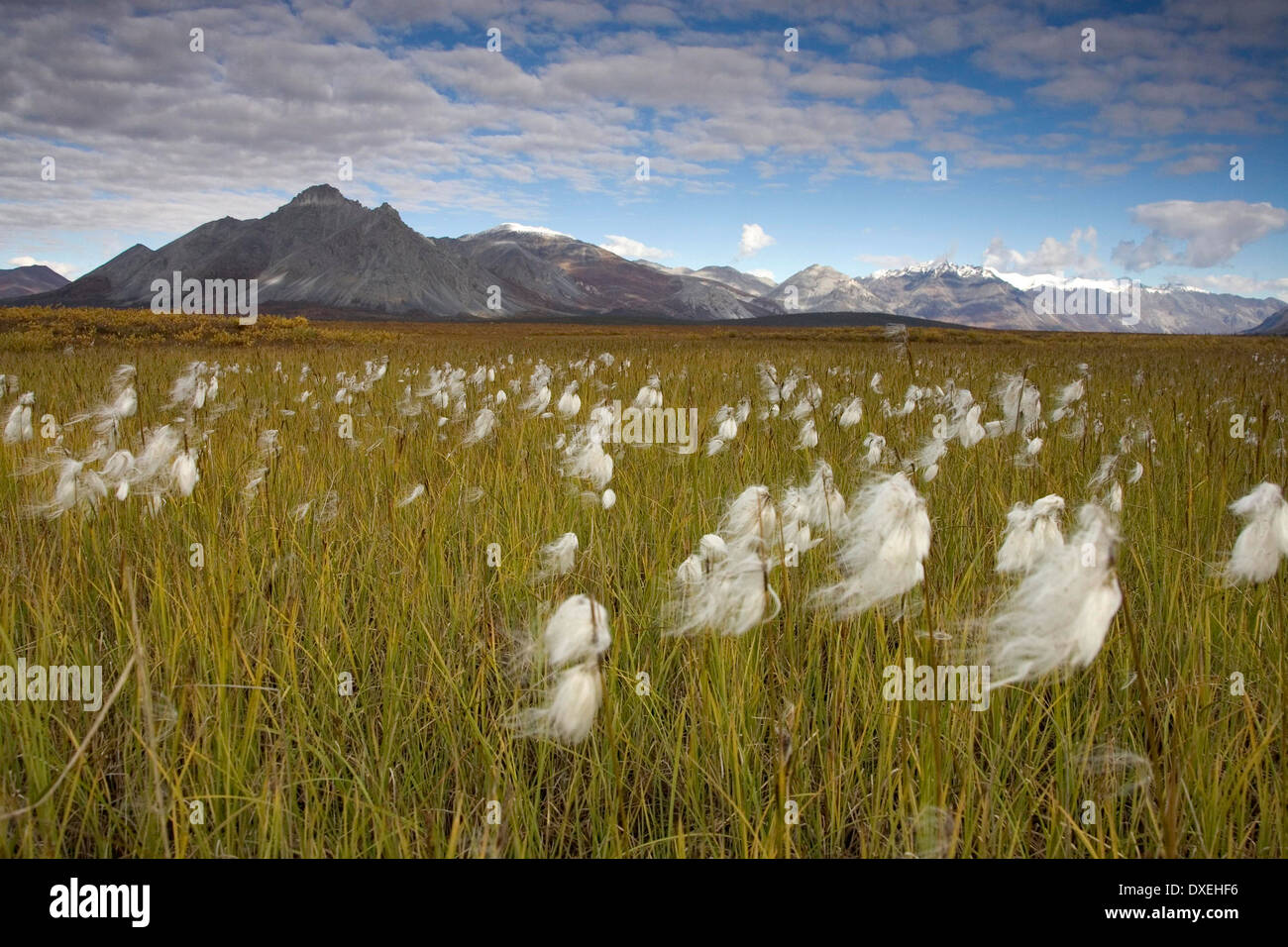 Fields of cotton grass with the Brooks Mountain Range in the Arctic
