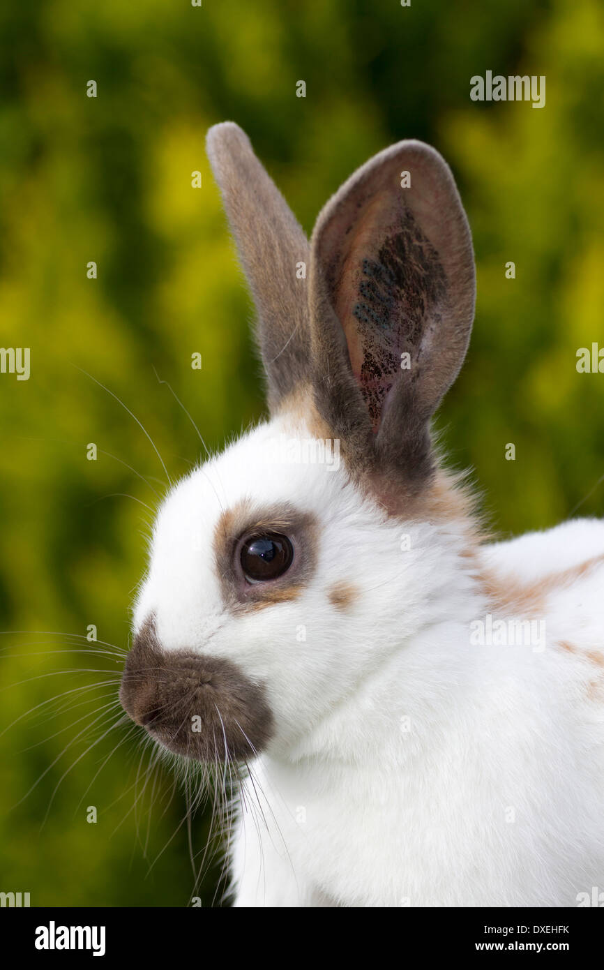 Domestic Rabbit, English Spot, Thuringer coat, portrait Stock Photo