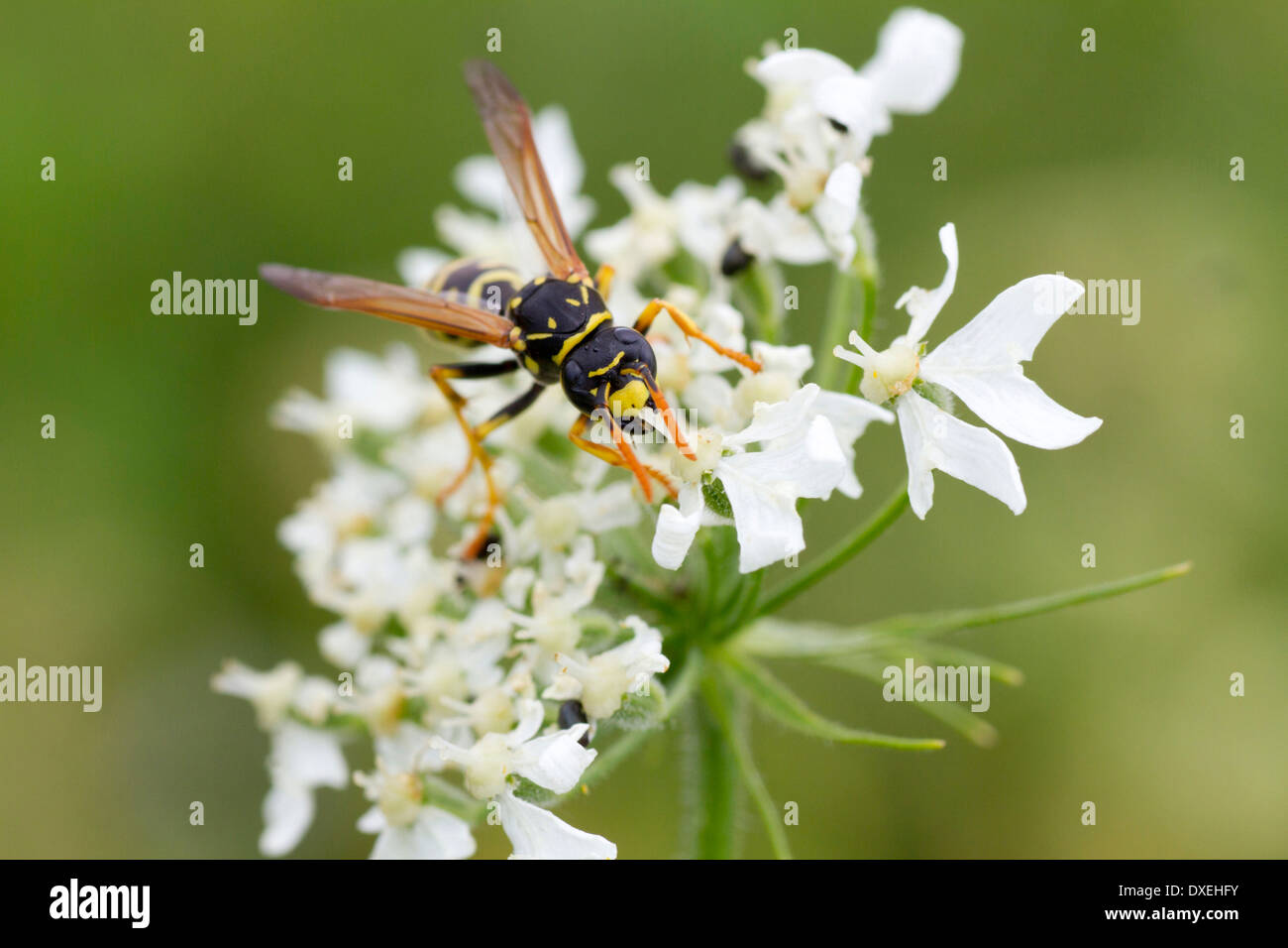 European Paper Wasp (Polistes dominula, Polistes gallica) on white flowers. Germany Stock Photo