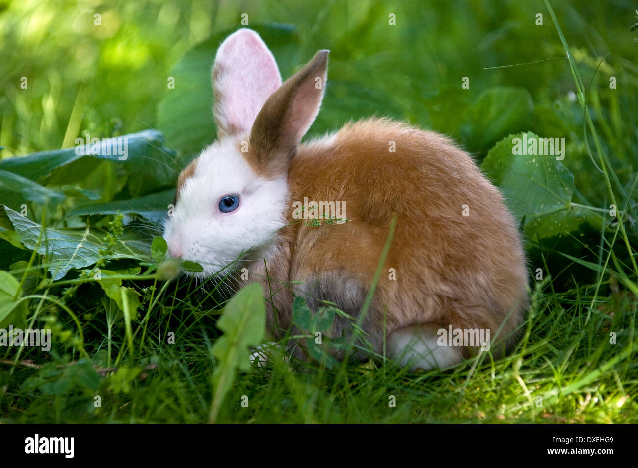 Netherland Dwarf Rabbit (8 weeks old) in grass Stock Photo