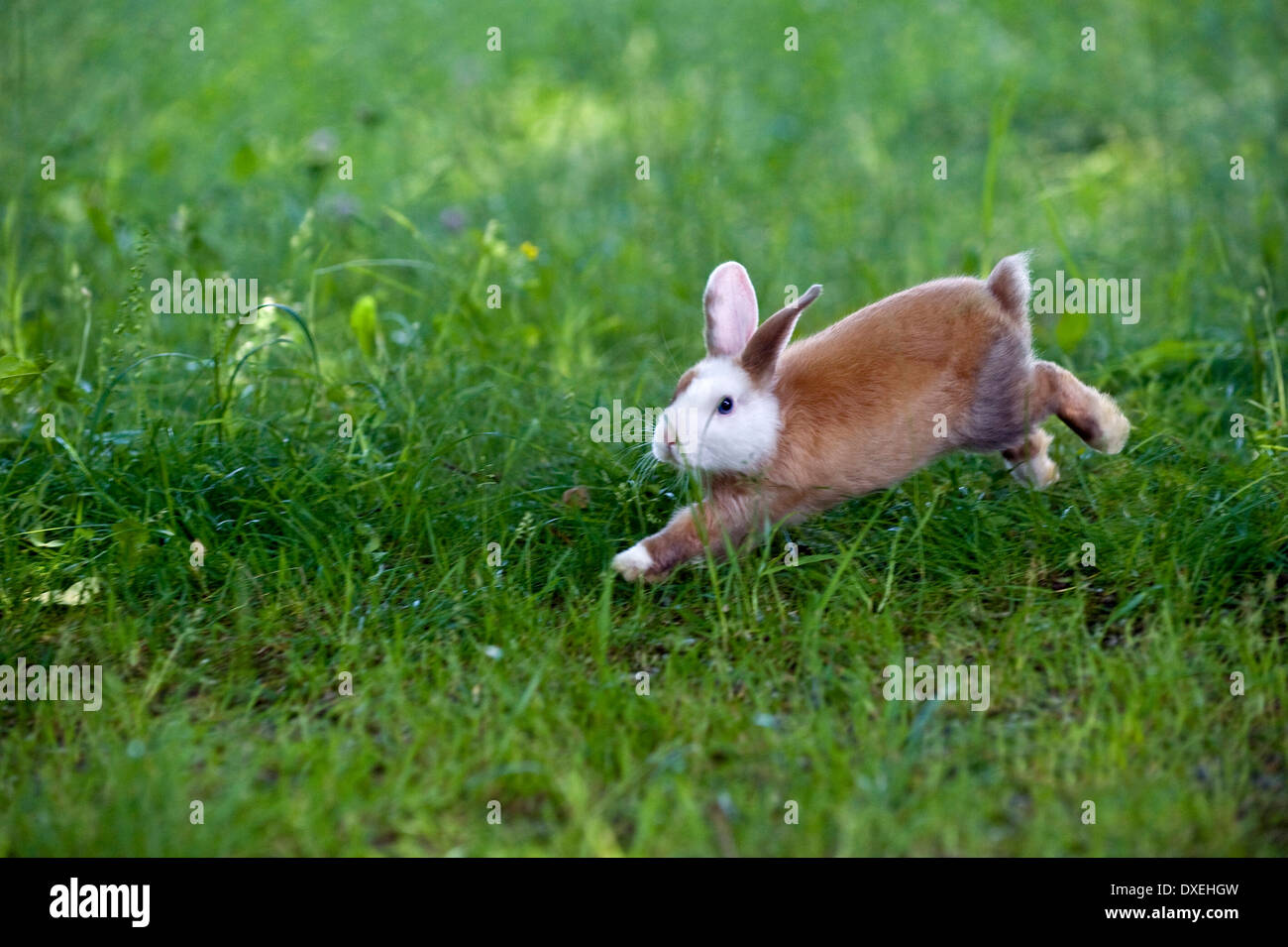 Netherland Dwarf Rabbit (8 weeks old) running in grass Stock Photo