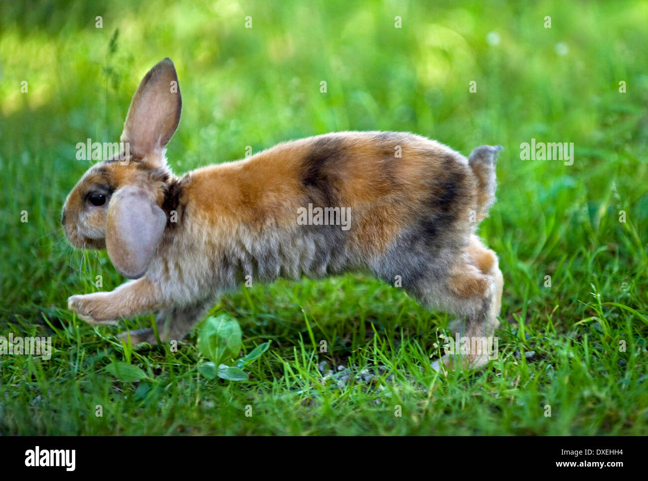 Mini Lop rabbit (8 weeks old) running in grass Stock Photo Alamy