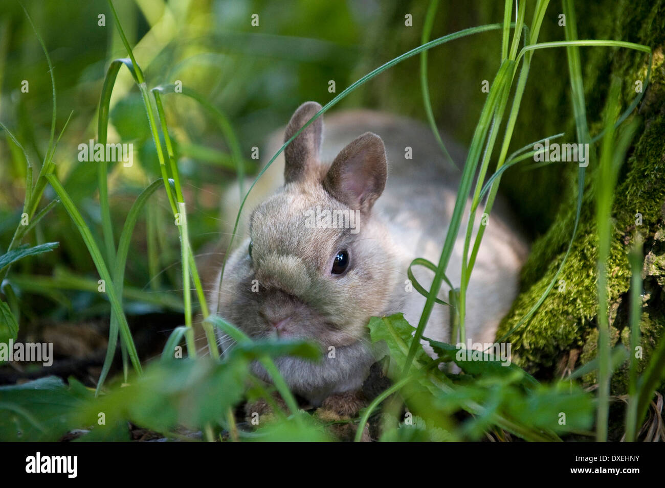 Netherland Dwarf Rabbit (sable) in grass Stock Photo
