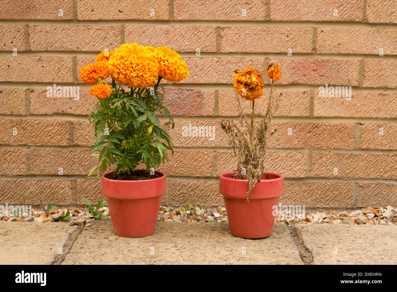 Two marigold plants, left one watered, right one not, sequence showing effects of drought. Seventeenth day, right plant dead. Stock Photo