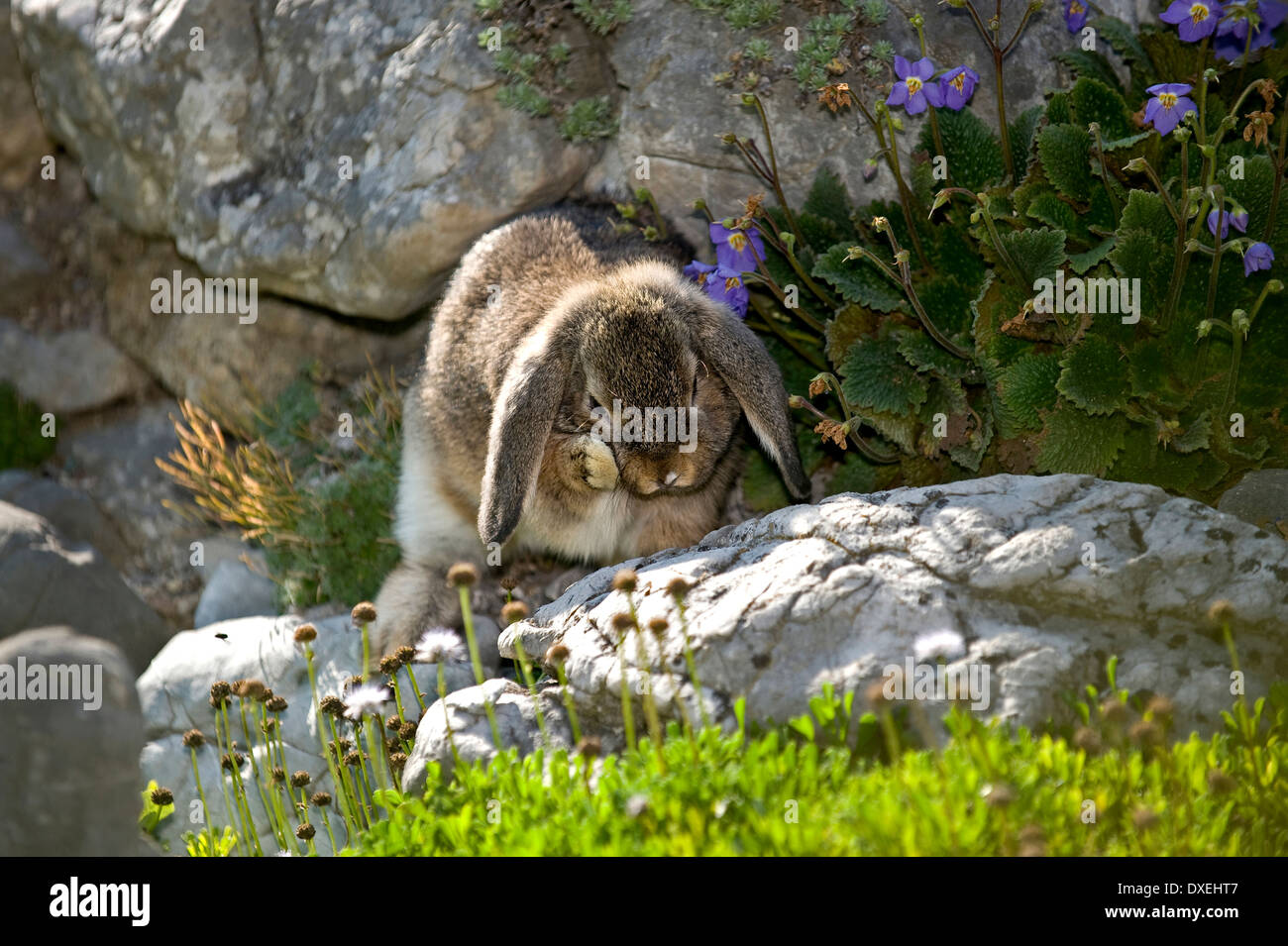 Agouti Mini Lop rabbit (9 weeks old) grooming itself in a rock garden Stock Photo