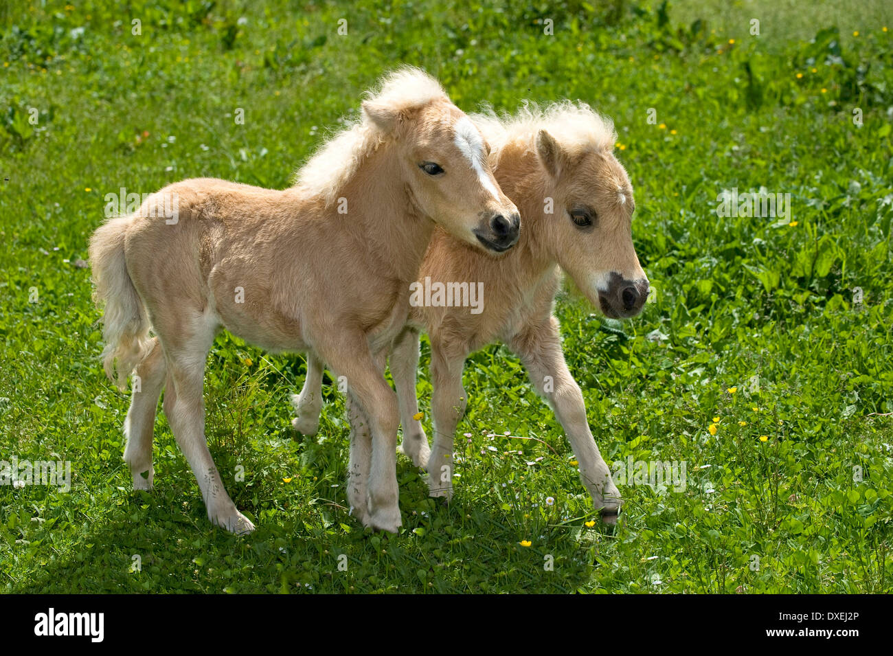 Shetland Pony. Two palomino foals (8 weeks old) playing on a pasture ...