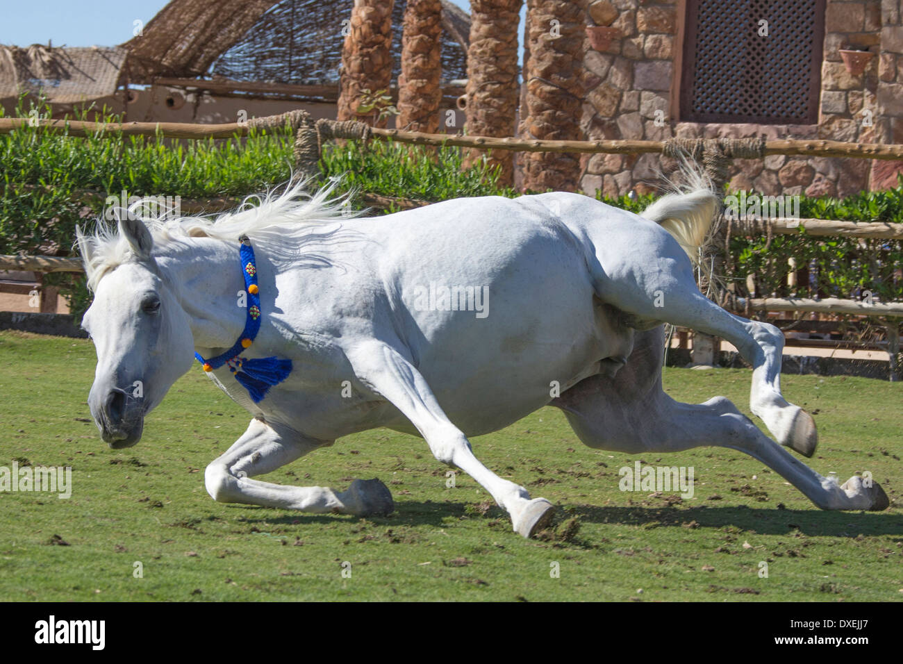 arabian-horse-gray-mare-falling-down-egypt-DXEJJ7.jpg