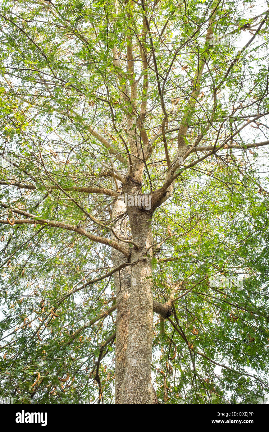 Tamarind Tree High Resolution Stock Photography And Images Alamy Tamarind Tree High Resolution Stock Photography And Images Alamy