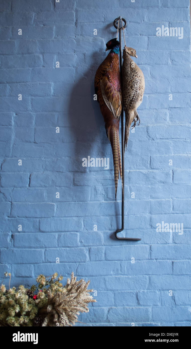 Pheasants hanging ona  blue wall Stock Photo