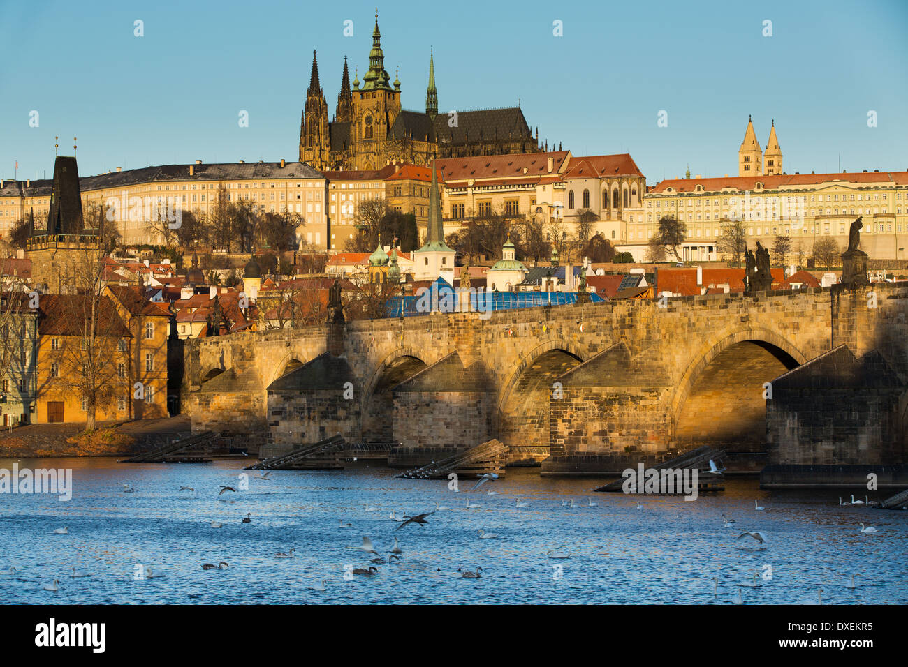 the Castle District, St Vitus Cathedral and the Charles Bridge with swans on the River Vltava, Prague, Czech Republic Stock Photo