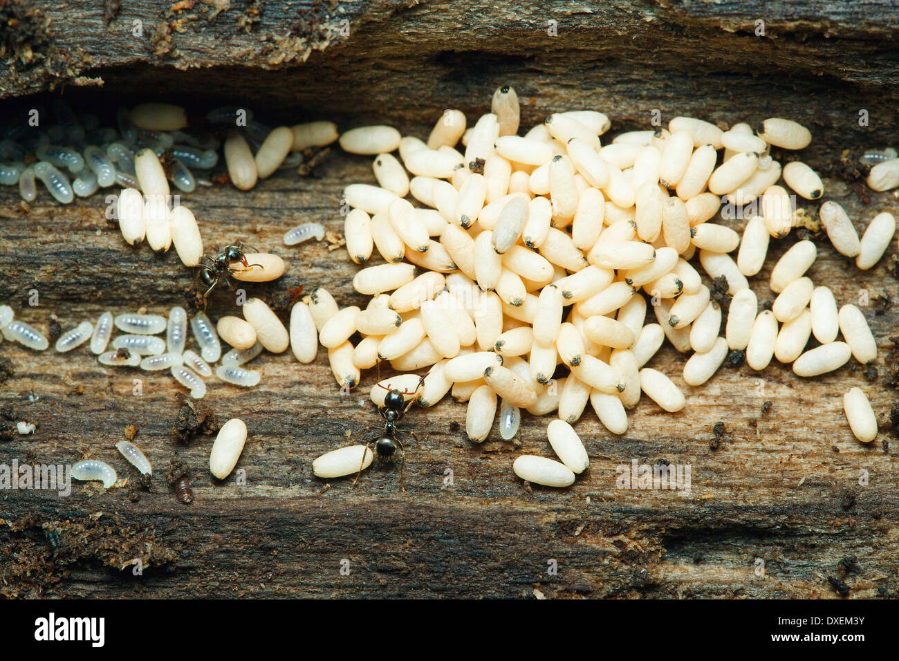 Common Black Ant, Garden Ant (Lasius niger), nest with larvae and pupae