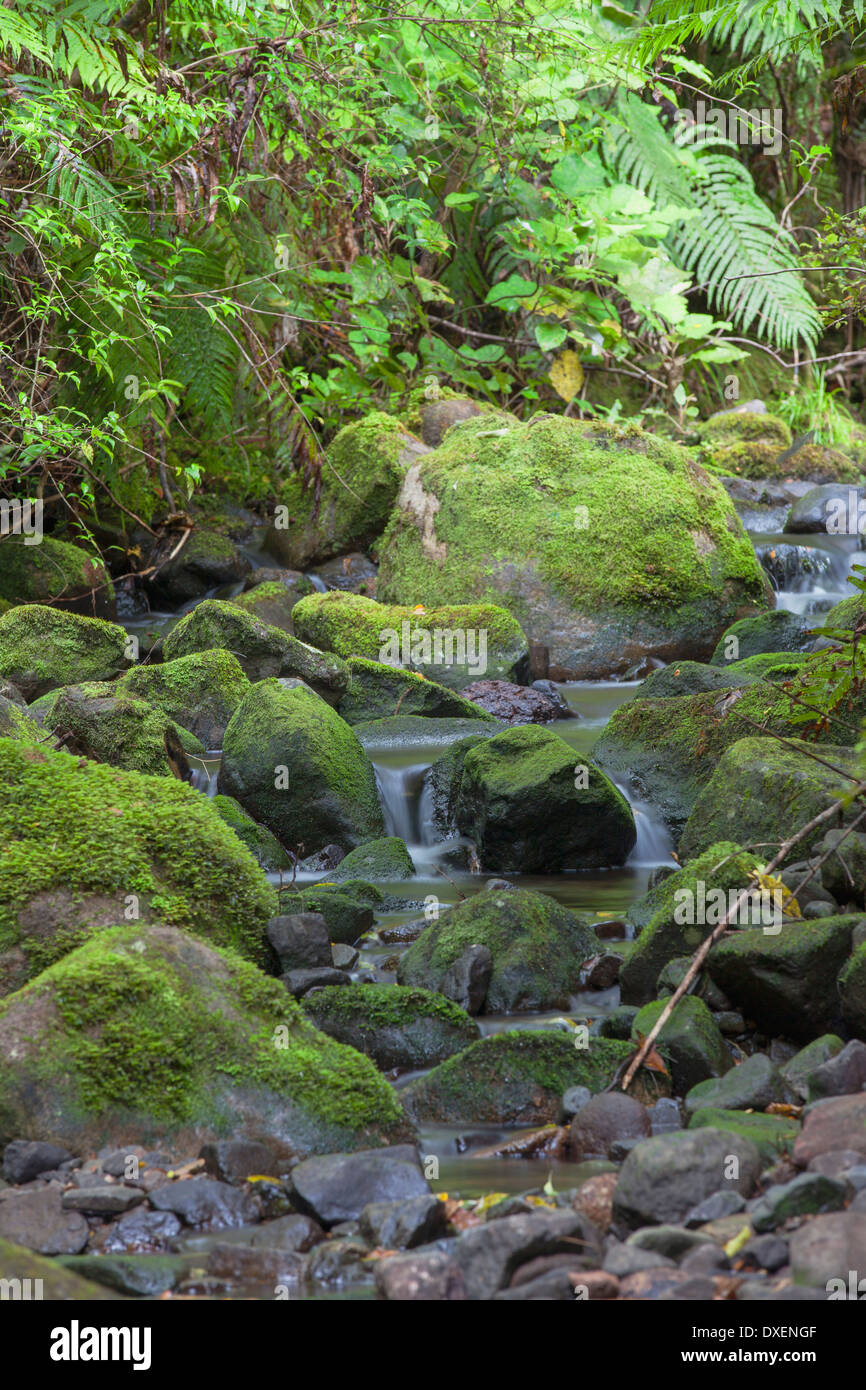 Stream on Kauaeranga Kauri Trail, Thames, Coromandel Peninsula, North Island, New Zealand Stock Photo