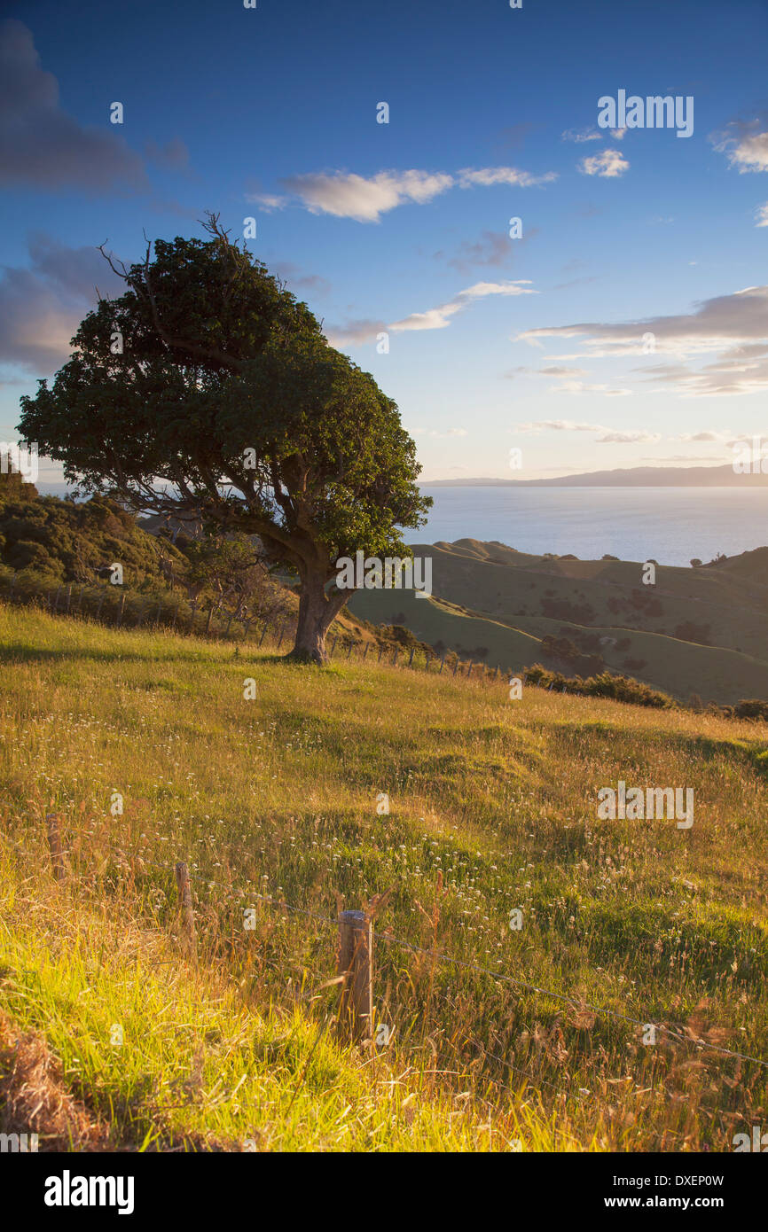 View of Firth of Thames, Coromandel Peninsula, North Island, New Zealand Stock Photo